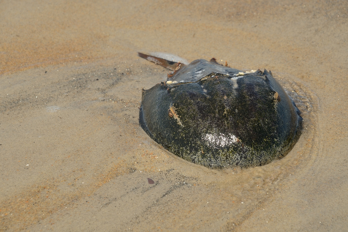David Plant Photography - Wildlife Photography - Atlantic horseshoe crab, Limulus polyphemus - D.jpg - Atlantic horseshoe crab, Limulus polyphemus - Sand Point State Park, MA
