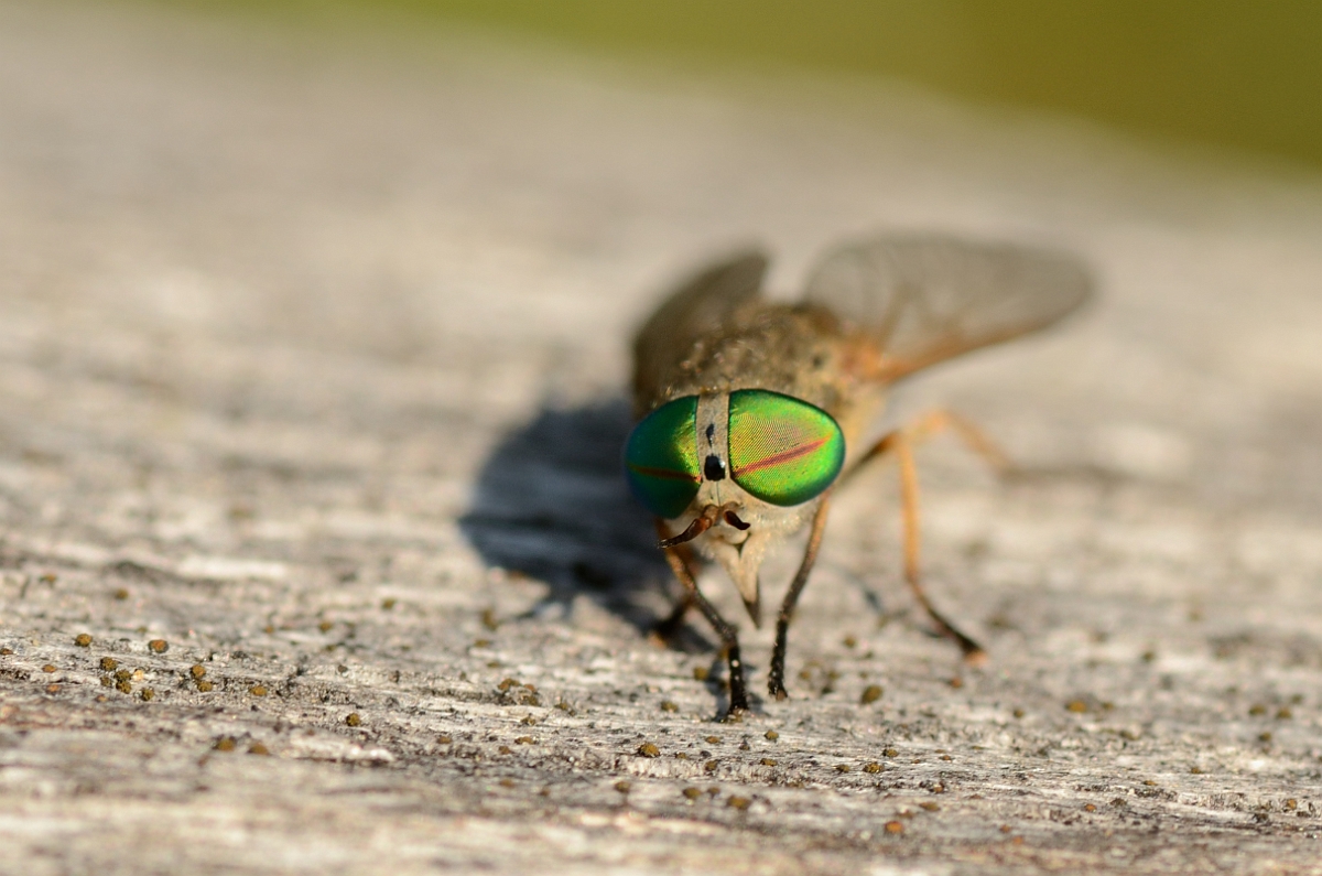 David Plant Photography - Wildlife Photography - Saltmarsh greenhead horsefly - A.jpg - Saltmarsh greenhead horsefly - Plum Island, MA