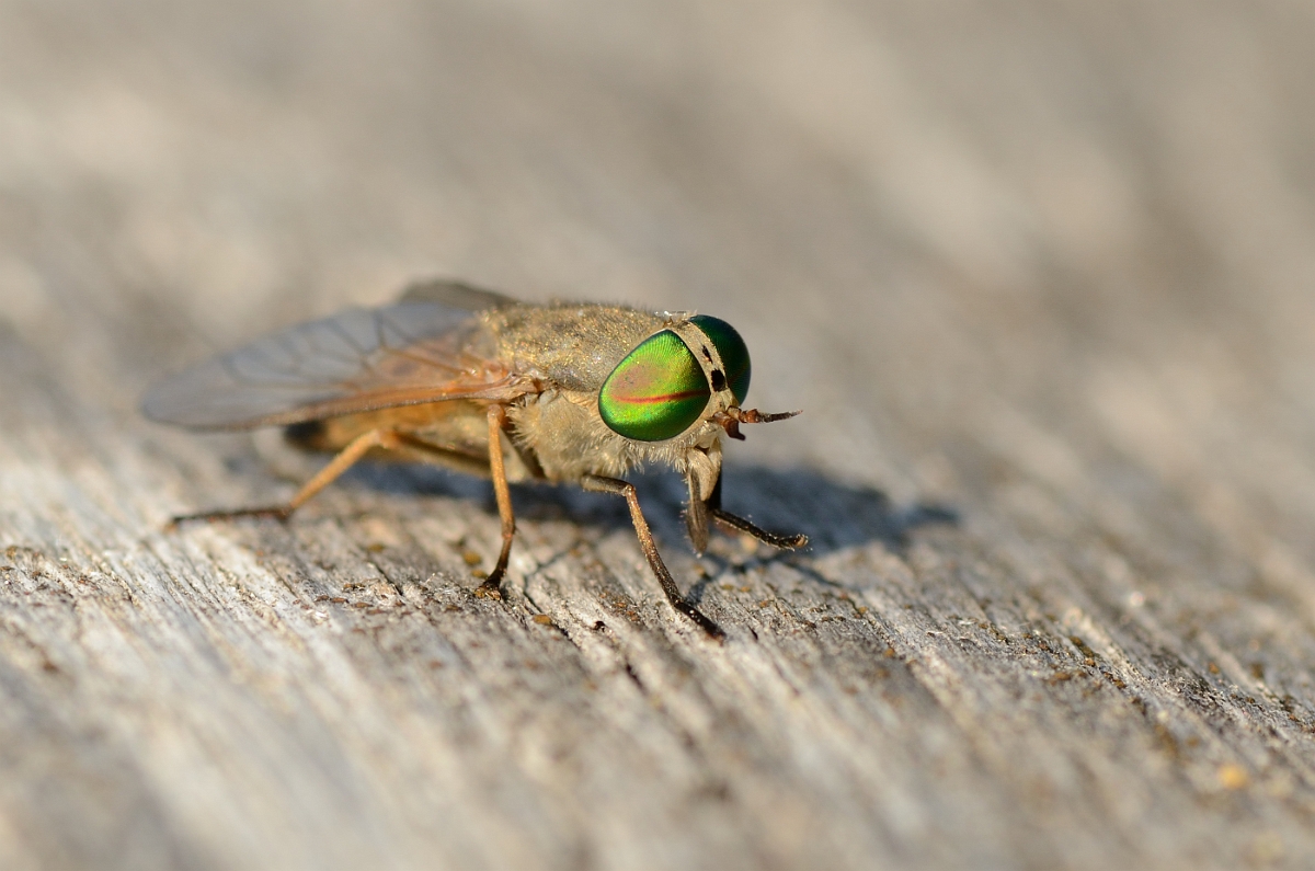 David Plant Photography - Wildlife Photography - Saltmarsh greenhead horsefly - B.jpg - Saltmarsh greenhead horsefly - Plum Island, MA