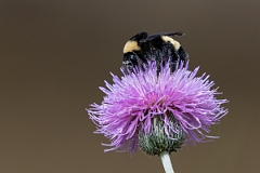 DPPhotography - Texas - Black-and-gold bumblebee, Bombus auricomus - B