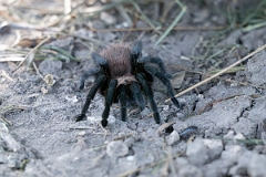 DPPhotography - Texas - Texas brown tarantula, Aphonopelma hentzi - A
