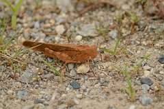 David Plant Photography - Wildlife Photography - Carolina locust- A 