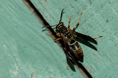 David Plant Photography - Wildlife Photography - Paper wasp - B