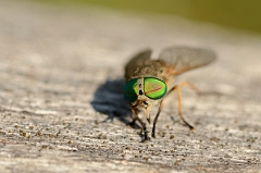 David Plant Photography - Wildlife Photography - Saltmarsh greenhead horsefly - A