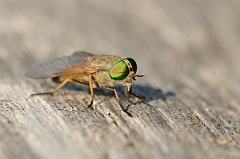 David Plant Photography - Wildlife Photography - Saltmarsh greenhead horsefly - B
