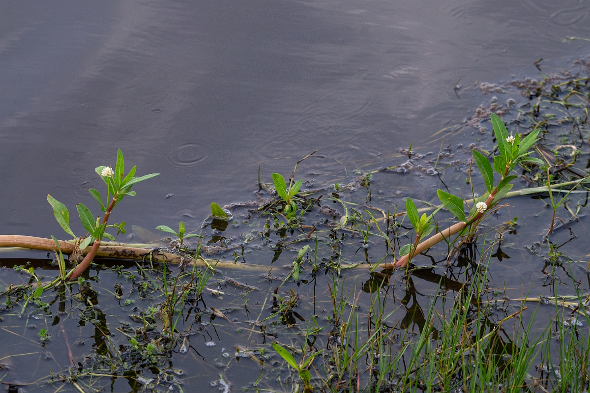 DPPhotography - Texas - Alligatorweed, Alternanthera philoxeroides - B.jpg - Alligatorweed, Alternanthera philoxeroides - Anahuac NWR, Texas