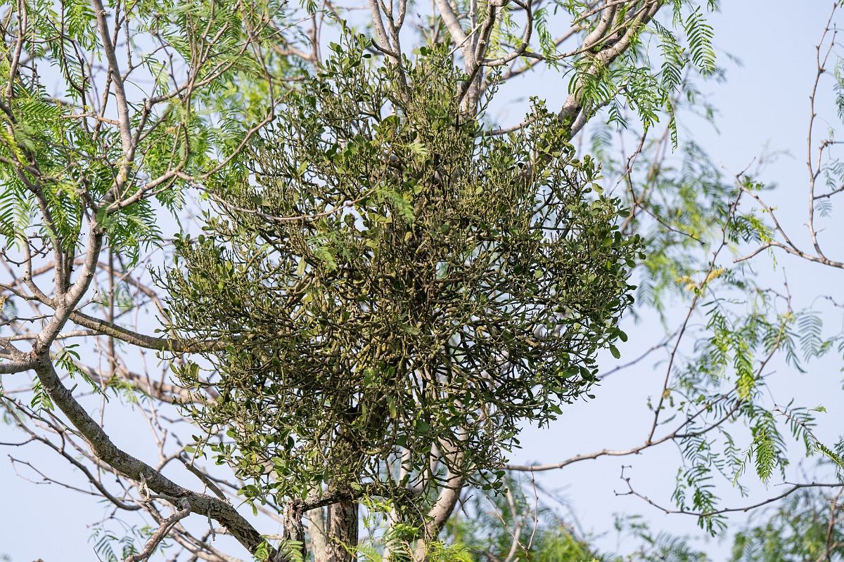 DPPhotography - Texas - American mistletoe, Phoradendron leucarpum - A.jpg - American mistletoe, Phoradendron leucarpum - Estero Llano Grande State Park, Texas