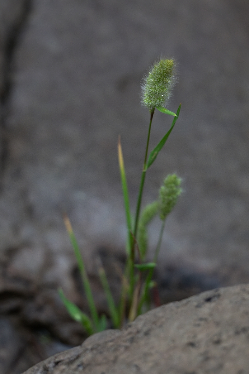 DPPhotography - Texas - Annual beardgrass, Polypogon monspeliensis - A.jpg - Annual beardgrass, Polypogon monspeliensis - Pedernales Falls State Park, Texas