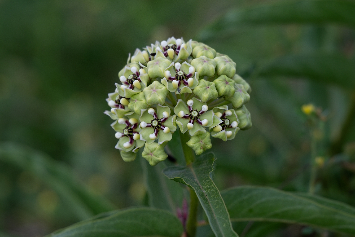 DPPhotography - Texas - Antelopehorn milkweed, Asclepias asperula - D.jpg - Antelopehorn milkweed, Asclepias asperula - Edward's Plateau, Texas