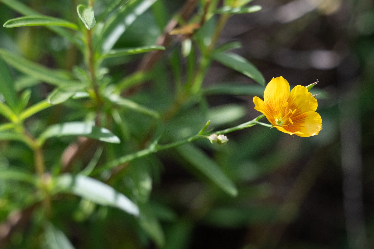 DPPhotography - Texas - Berlandier's yellow flax, Linum berlandieri - A.jpg - Berlandier's yellow flax, Linum berlandieri - Aransas NWR, Texas