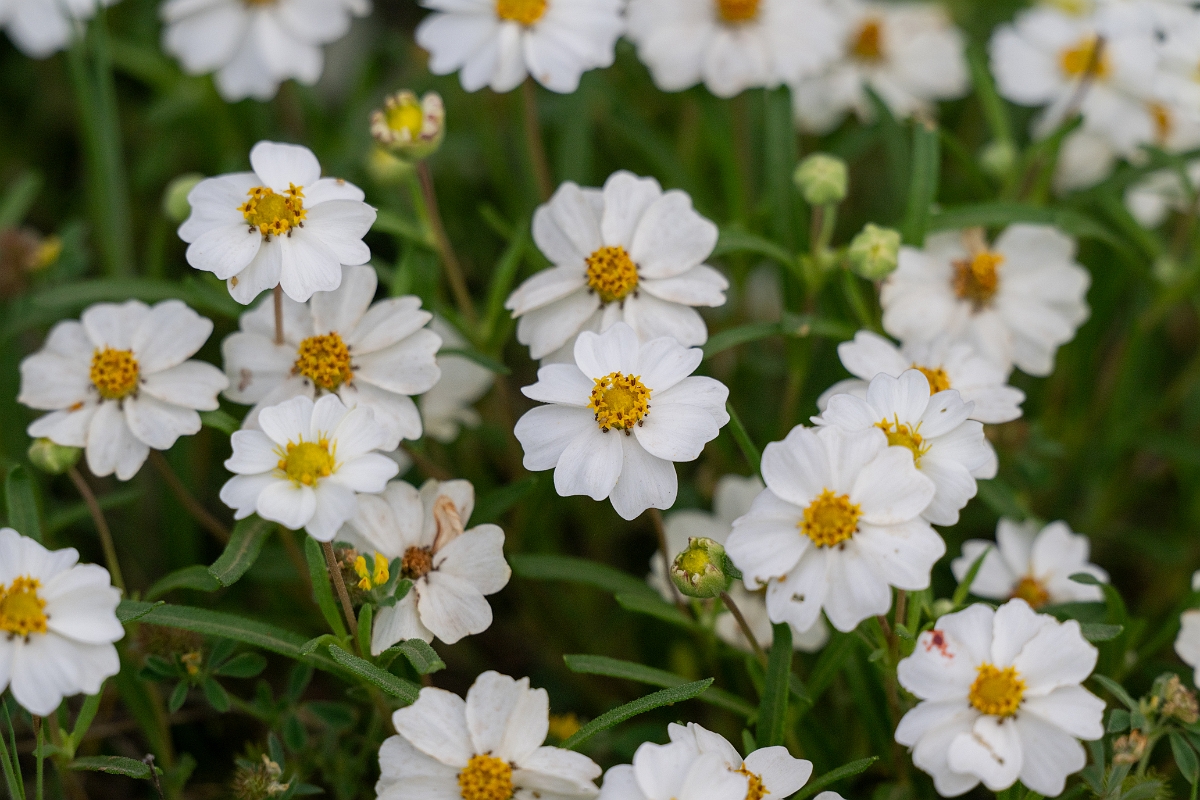 DPPhotography - Texas - Blackfoot daisy, Melampodium leucanthum - B.jpg - Blackfoot daisy, Melampodium leucanthum - Edward's Plateau, Texas