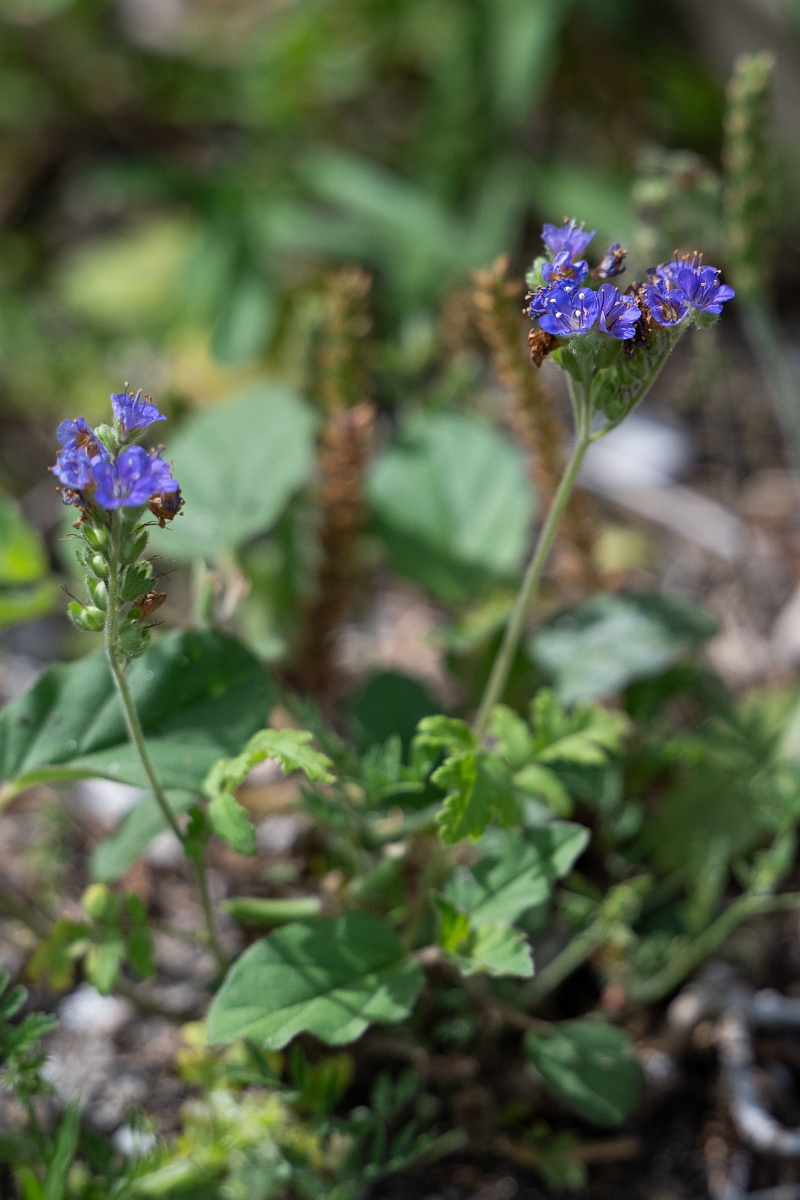 DPPhotography - Texas - Blue curls, Phacelia congesta - A.jpg - Blue curls, Phacelia congesta - Aransas NWR, Texas
