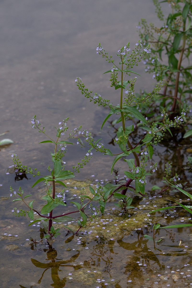 DPPhotography - Texas - Blue water-speedwell, Veronica anagallis-aquatica - A.jpg - Blue water-speedwell, Veronica anagallis-aquatica - Pedernales Falls State Park, Texas