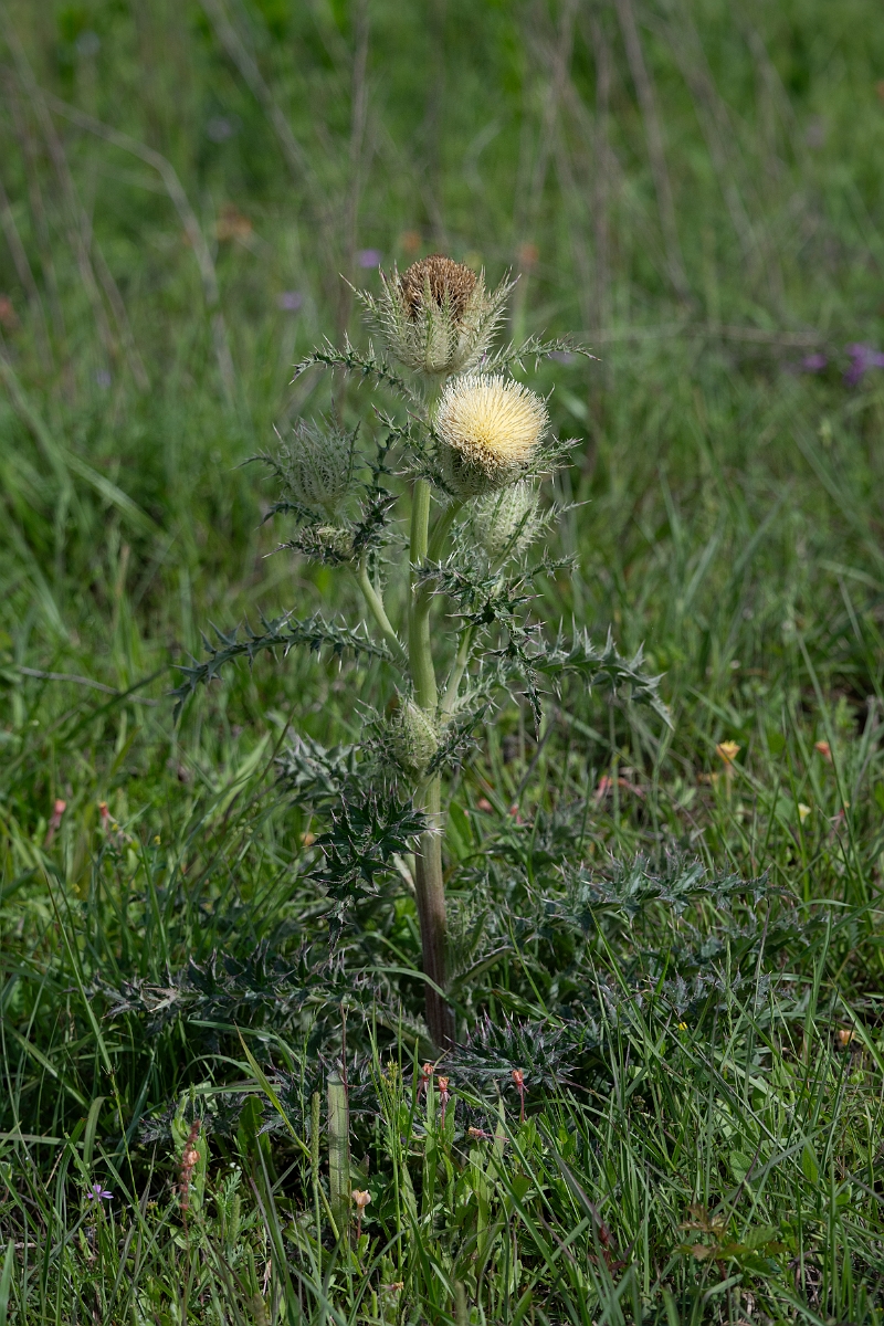DPPhotography - Texas - Bristle thistle, Cirsium horridulum - A.jpg - Bristle thistle, Cirsium horridulum - Attwater NWR, Texas