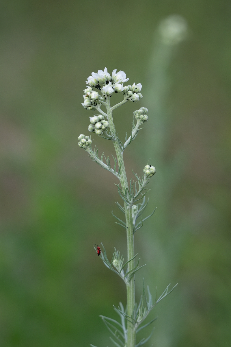 DPPhotography - Texas - Carolina woollywhite, Hymenopappus scabiosaeus - A.jpg - Carolina woollywhite, Hymenopappus scabiosaeus - Edward's Plateau, Texas