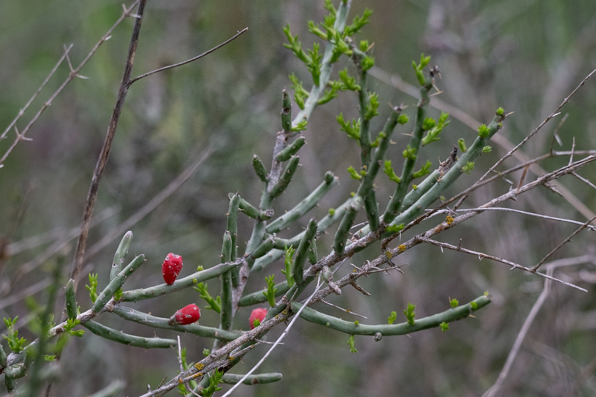 DPPhotography - Texas - Christmas cholla, Cylindropuntia leptocaulis - A.jpg - Christmas cholla, Cylindropuntia leptocaulis - Ink Lake State Park, Texas