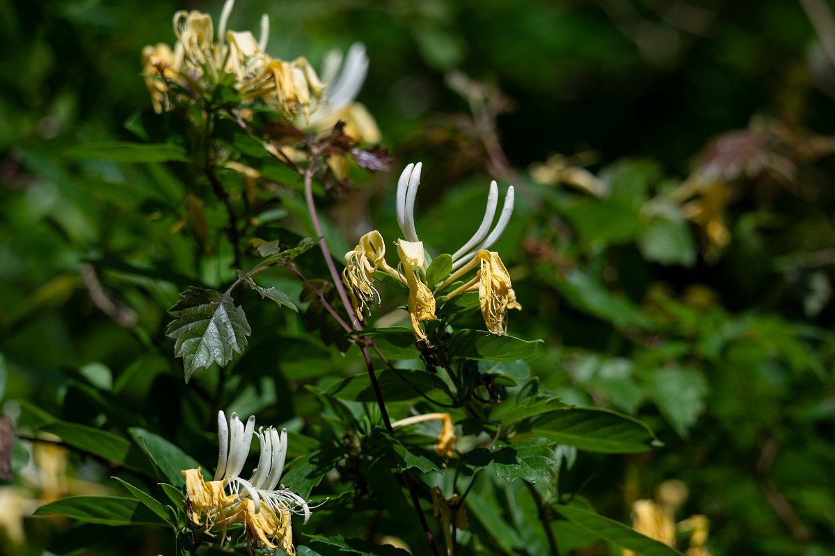 DPPhotography - Texas - Common honeysuckle, Lonicera periclymenum - B.jpg - Common honeysuckle, Lonicera periclymenum - Smith Oaks, High Island, Texas