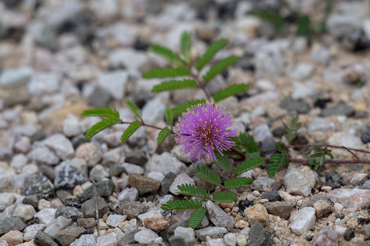 DPPhotography - Texas - Fourvalve mimosa, Mimosa quadrivalvis - A.jpg - Fourvalve mimosa, Mimosa quadrivalvis - Edward's Plateau, Texas