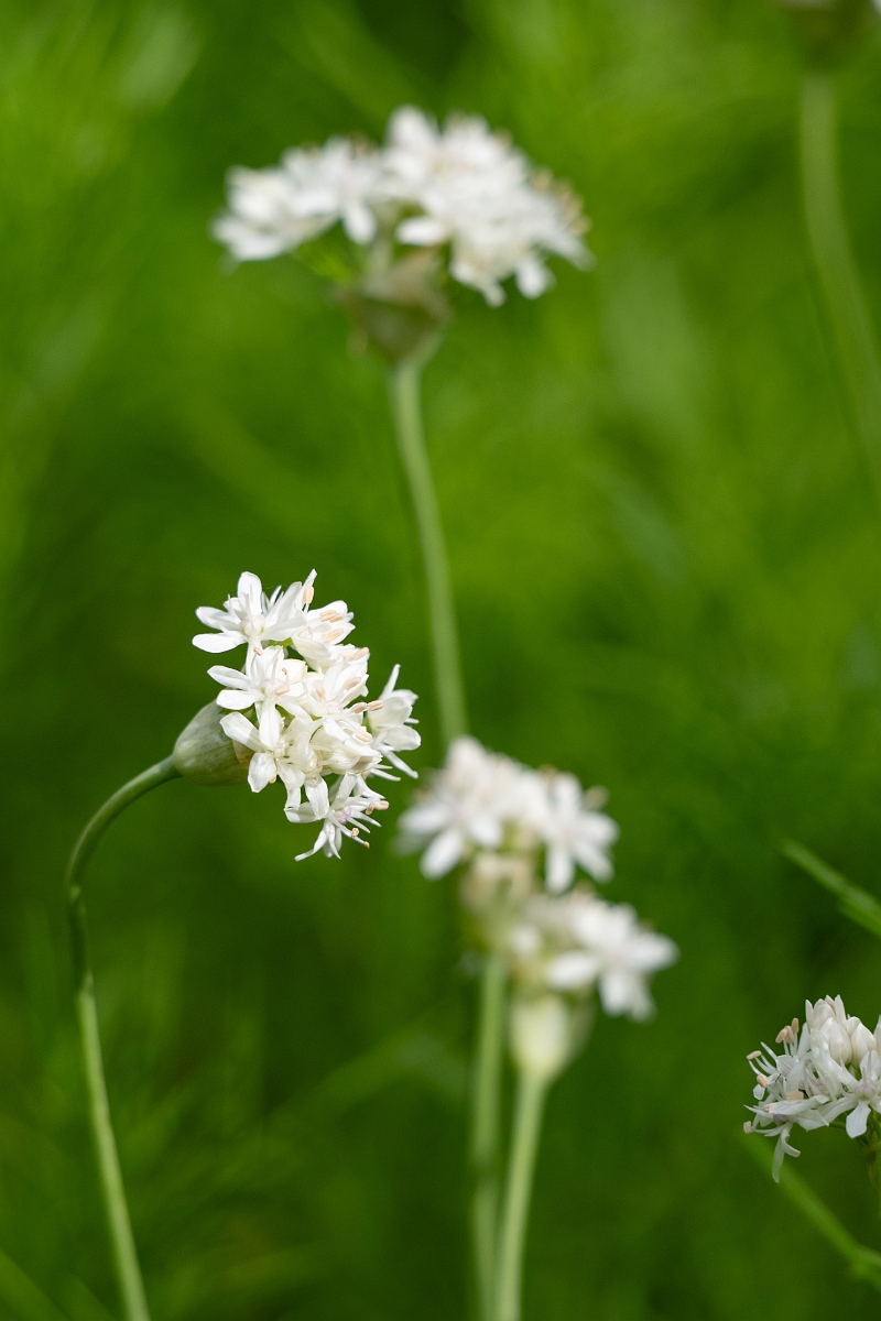 DPPhotography - Texas - Fraser's wild onion, Allium fraseri - A.jpg - Fraser's wild onion, Allium fraseri - Ink Lake State Park, Texas