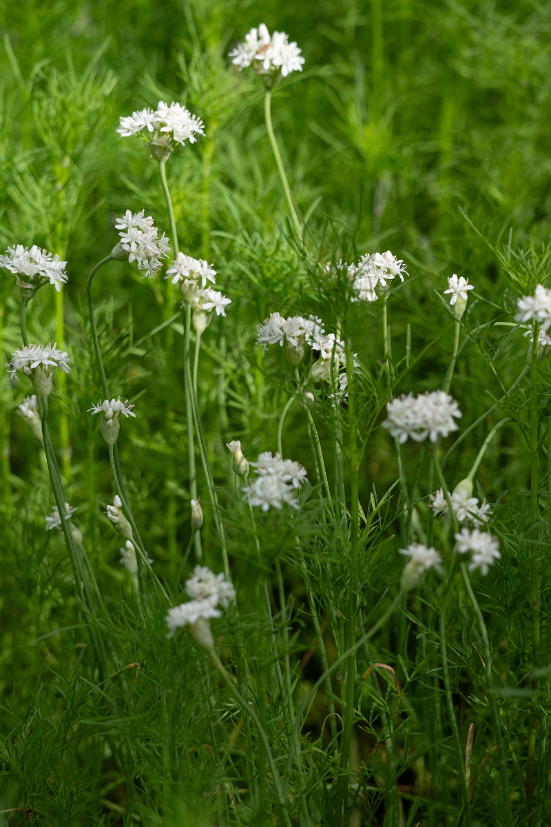 DPPhotography - Texas - Fraser's wild onion, Allium fraseri - B.jpg - Fraser's wild onion, Allium fraseri - Ink Lake State Park, Texas
