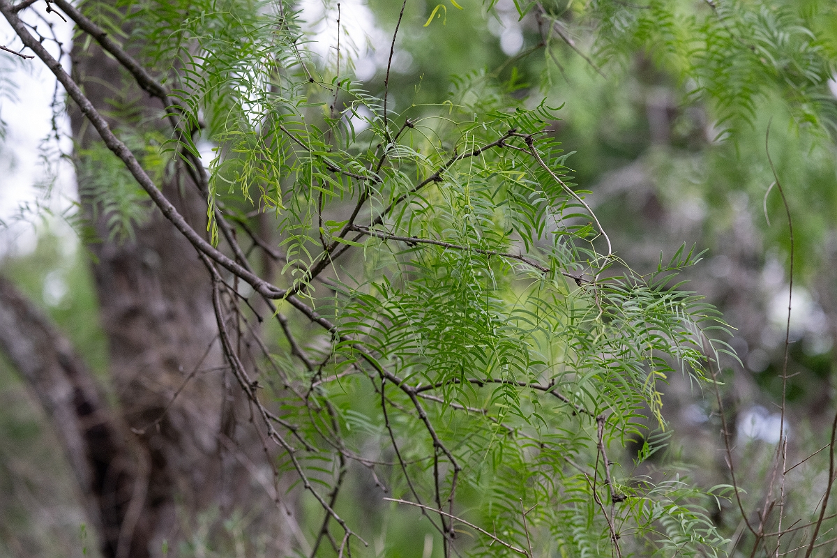 DPPhotography - Texas - Honey mesquite, Neltuma glandulosa - A.jpg - Honey mesquite, Neltuma glandulosa - Ink Lake State Park, Texas