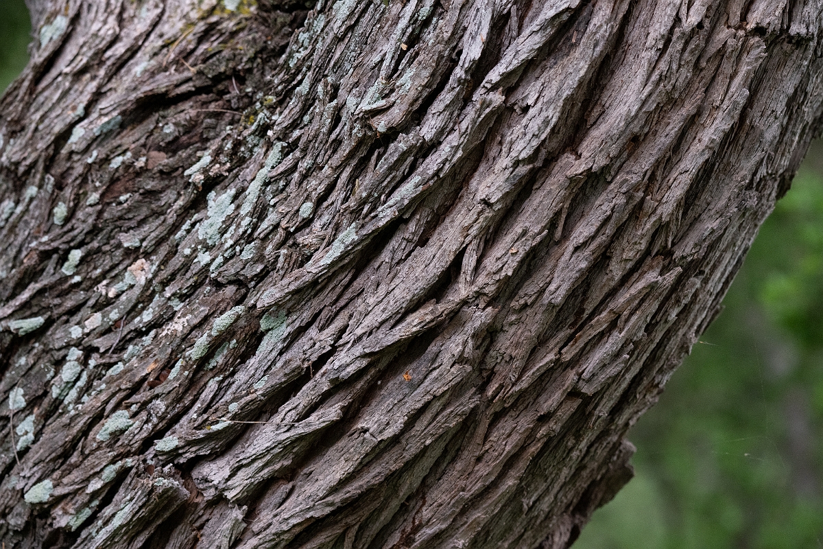DPPhotography - Texas - Honey mesquite, Neltuma glandulosa - B.jpg - Honey mesquite, Neltuma glandulosa - Ink Lake State Park, Texas