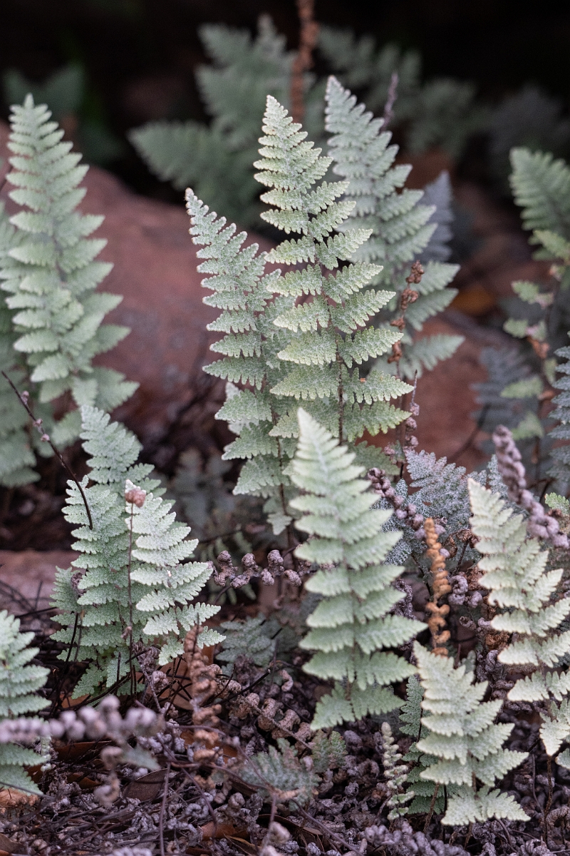 DPPhotography - Texas - Lindheimer's lipfern, Myriopteris lindheimeri - A.jpg - Lindheimer's lipfern, Myriopteris lindheimeri - Ink Lake State Park, Texas