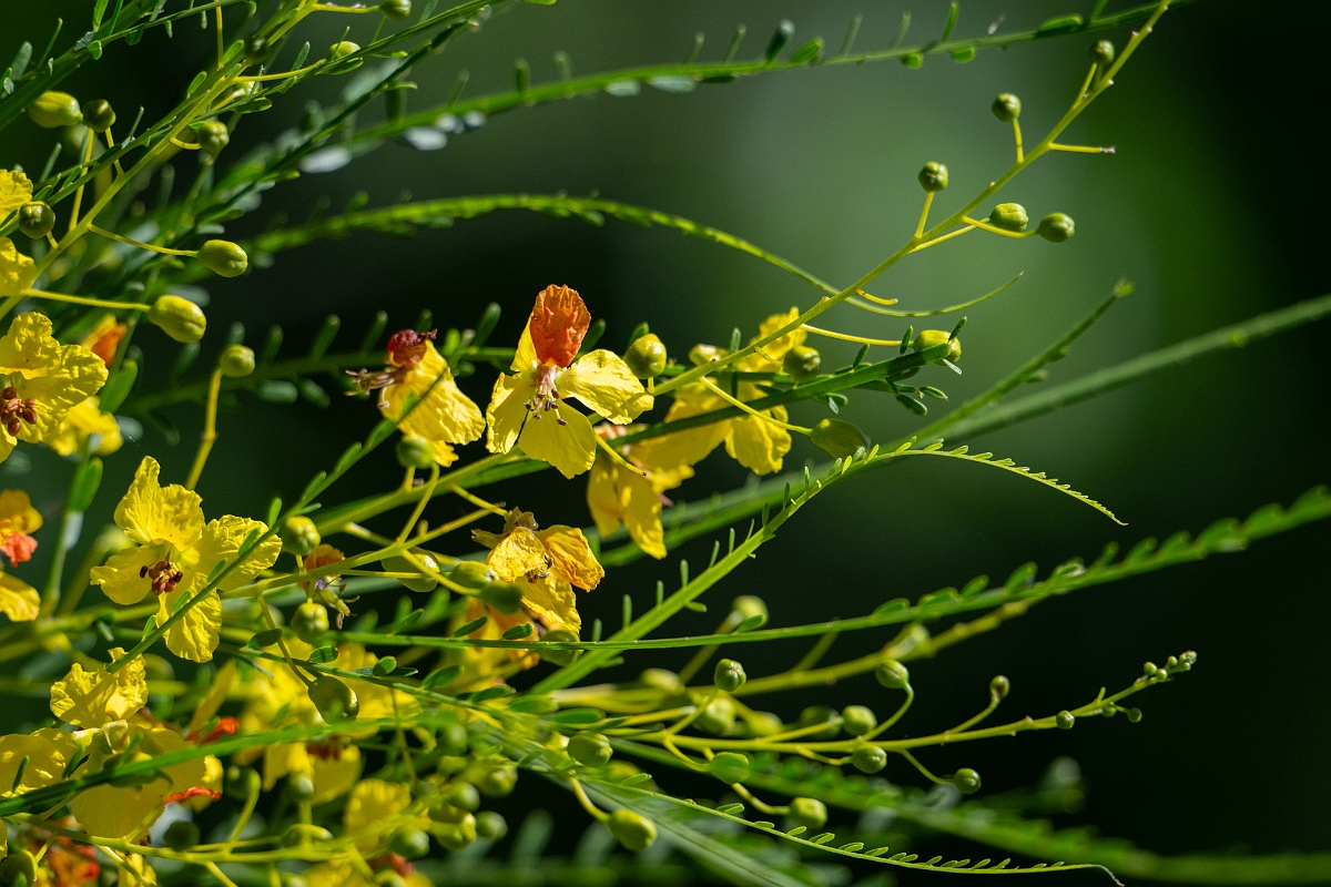 DPPhotography - Texas - Mexican palo verde, Parkinsonia aculeata - A.jpg - Mexican palo verde, Parkinsonia aculeata - Sandia, Texas