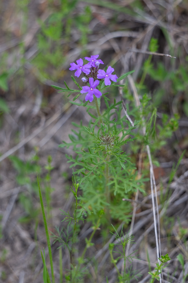 DPPhotography - Texas - Moss verbena, Verbena pulchella - A.jpg - Moss verbena, Verbena pulchella - Edward's Plateau, Texas