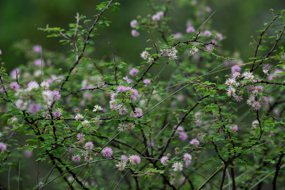 DPPhotography - Texas - Pink mimosa, Mimosa borealis - A.jpg - Pink mimosa, Mimosa borealis - Pedernales Falls State Park, Texas