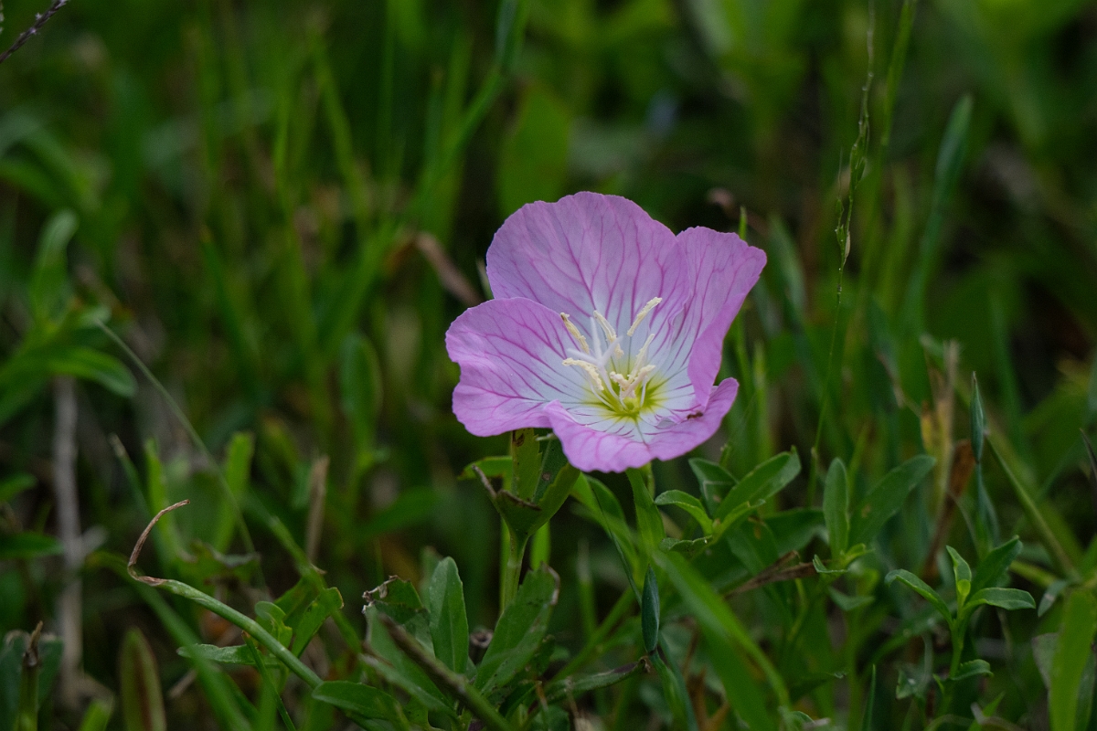DPPhotography - Texas - Pinkladies, Oenothera speciosa - D.jpg - Pinkladies, Oenothera speciosa - Aransas NWR, Texas