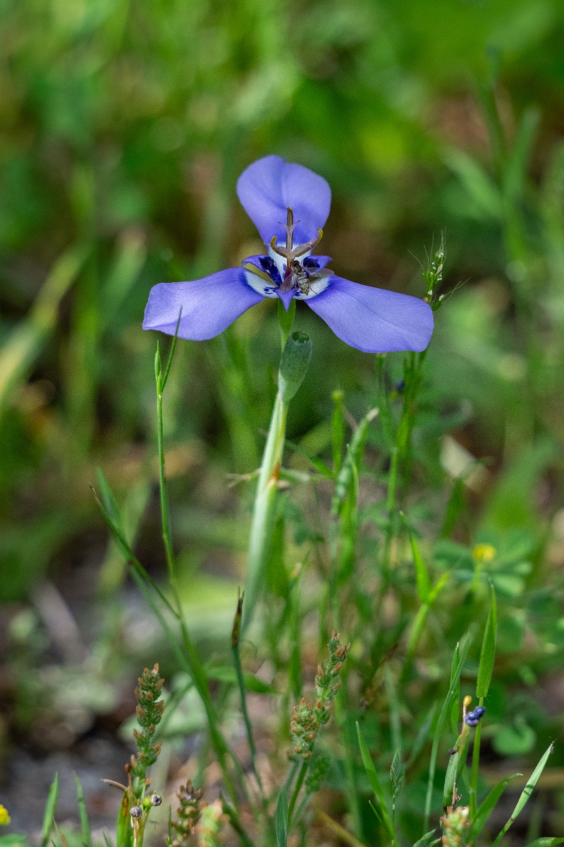 DPPhotography - Texas - Prairie nymph, Herbertia lahue - A.jpg - Prairie nymph, Herbertia lahue - Aransas NWR, Texas