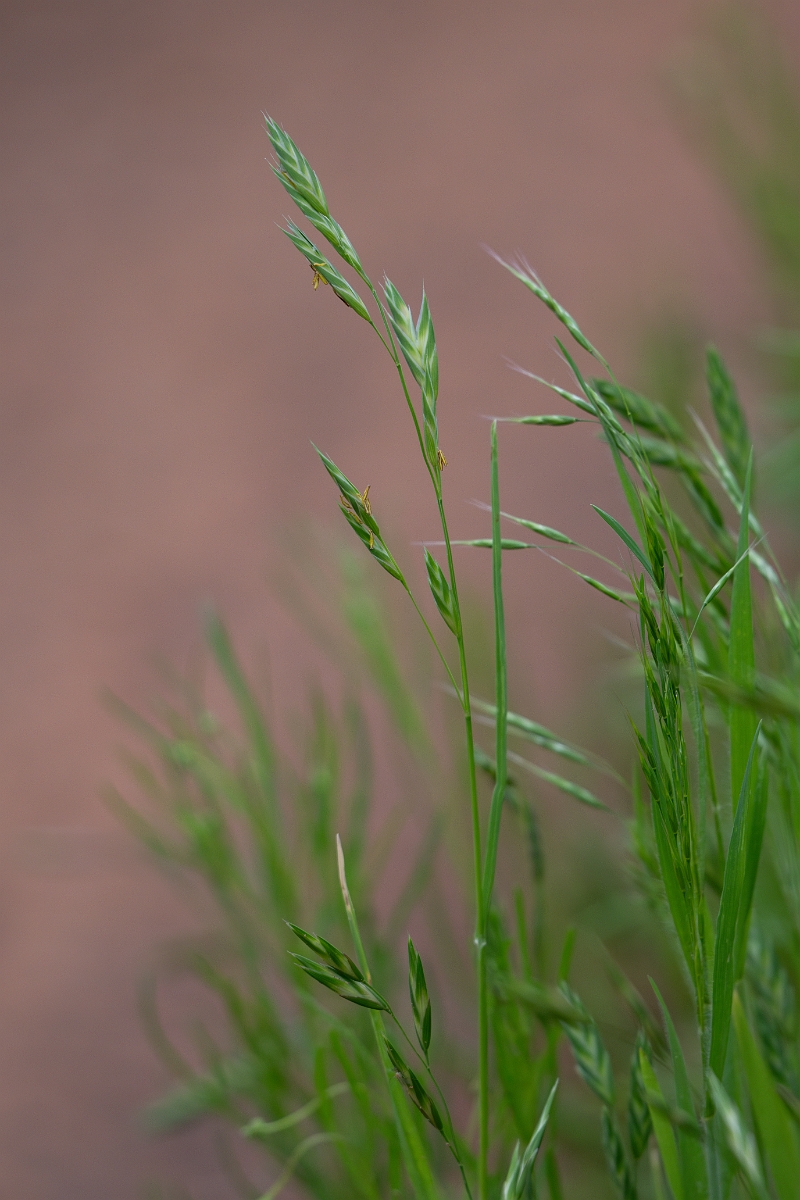 DPPhotography - Texas - Rescue brome, Bromus catharticus - A.jpg - Rescue brome, Bromus catharticus - Ink Lake State Park, Texas