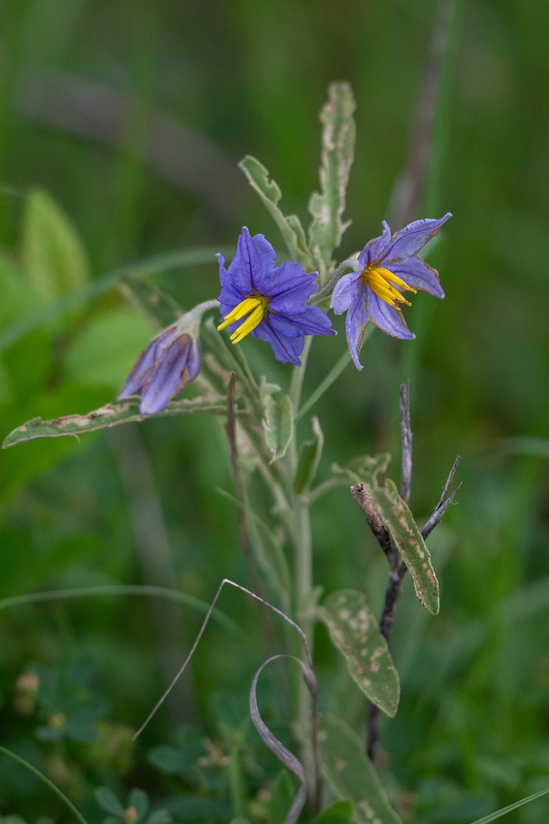 DPPhotography - Texas - Silverleaf nightshade, Solanum elaeagnifolium - A.jpg - Silverleaf nightshade, Solanum elaeagnifolium - Edward's Plateau, Texas