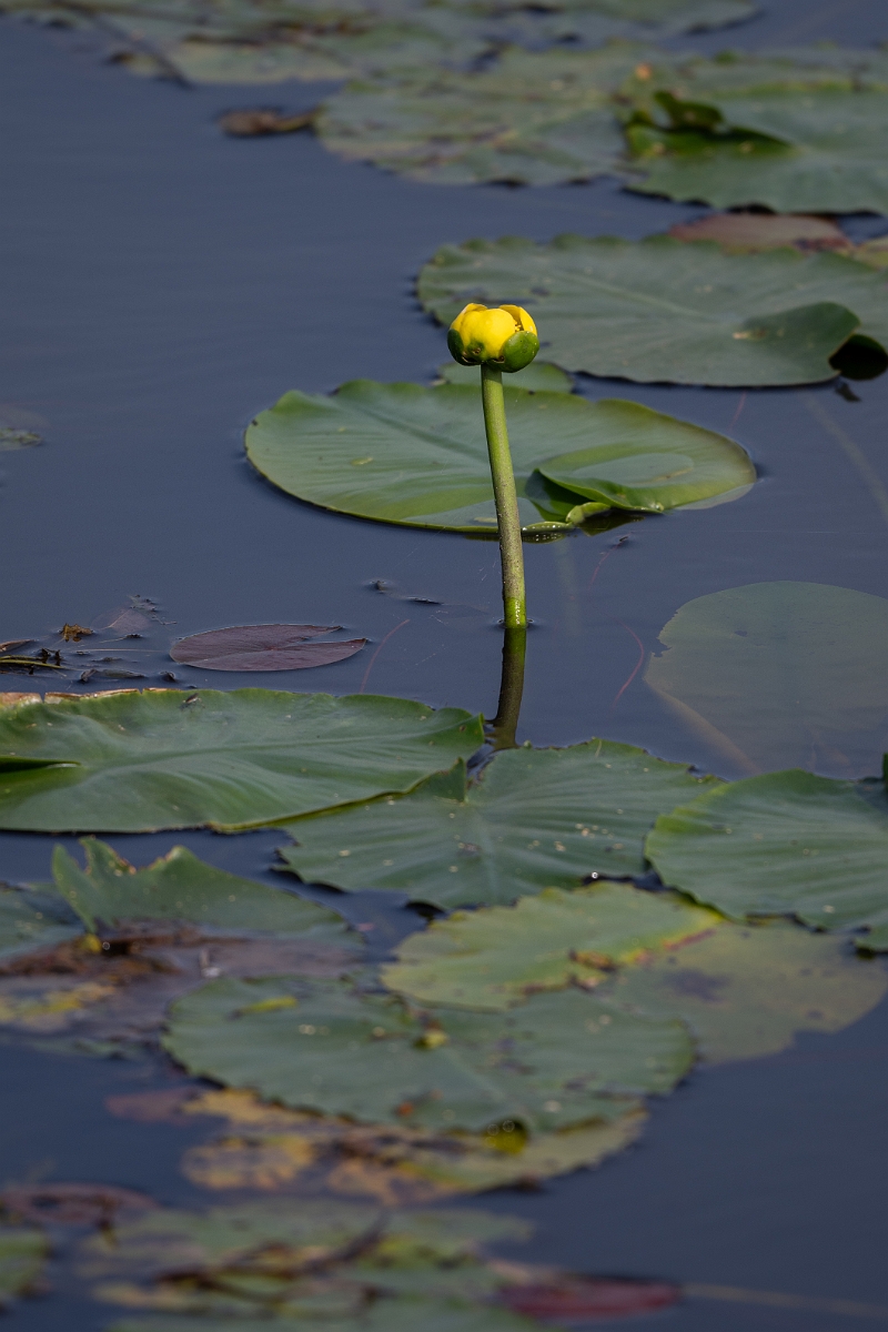 DPPhotography - Texas - Spatterdock, Nuphar advena - A.jpg - Spatterdock, Nuphar advena - Attwater NWR, Texas