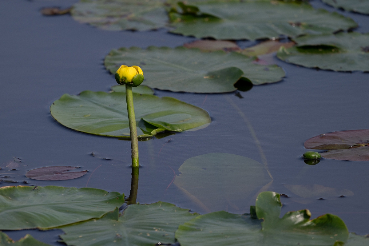 DPPhotography - Texas - Spatterdock, Nuphar advena - B.jpg - Spatterdock, Nuphar advena - Attwater NWR, Texas