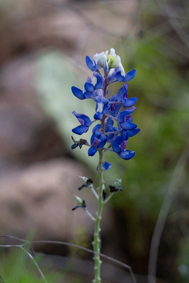 DPPhotography - Texas - Texas bluebonnet, Lupinus texensis - A.jpg - Texas bluebonnet, Lupinus texensis - Ink Lake State Park, Texas