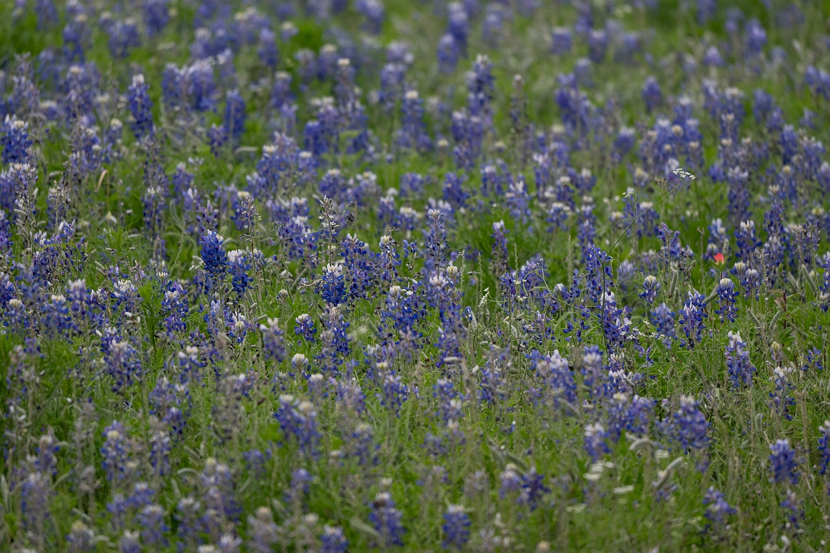 DPPhotography - Texas - Texas bluebonnet, Lupinus texensis - B.jpg - Texas bluebonnet, Lupinus texensis - Ink Lake State Park, Texas