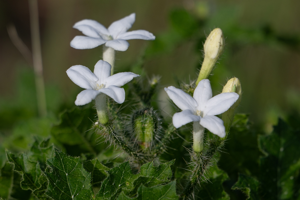 DPPhotography - Texas - Texas bull nettle, Cnidoscolus texanus - A.jpg - Texas bull nettle, Cnidoscolus texanus - Attwater NWR, Texas