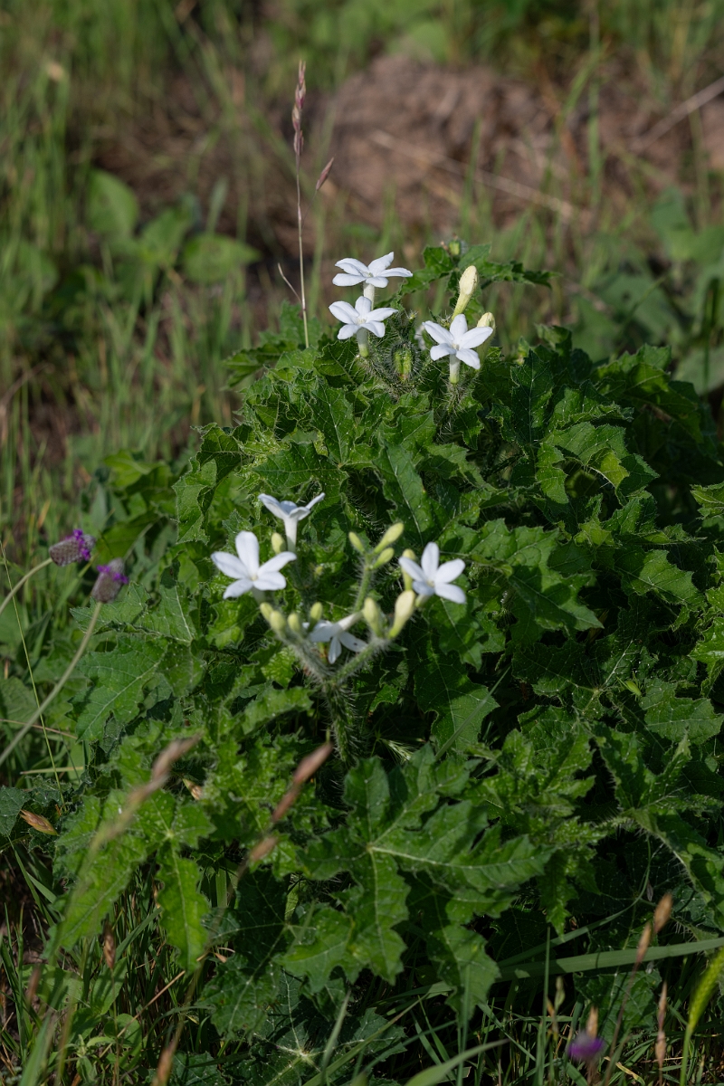 DPPhotography - Texas - Texas bull nettle, Cnidoscolus texanus - B.jpg - Texas bull nettle, Cnidoscolus texanus - Attwater NWR, Texas