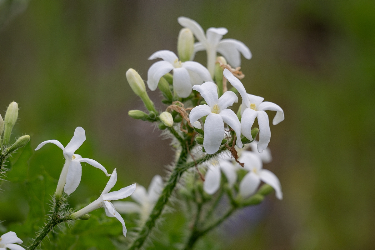 DPPhotography - Texas - Texas bull nettle, Cnidoscolus texanus - C.jpg - Texas bull nettle, Cnidoscolus texanus - Ink Lake State Park, Texas
