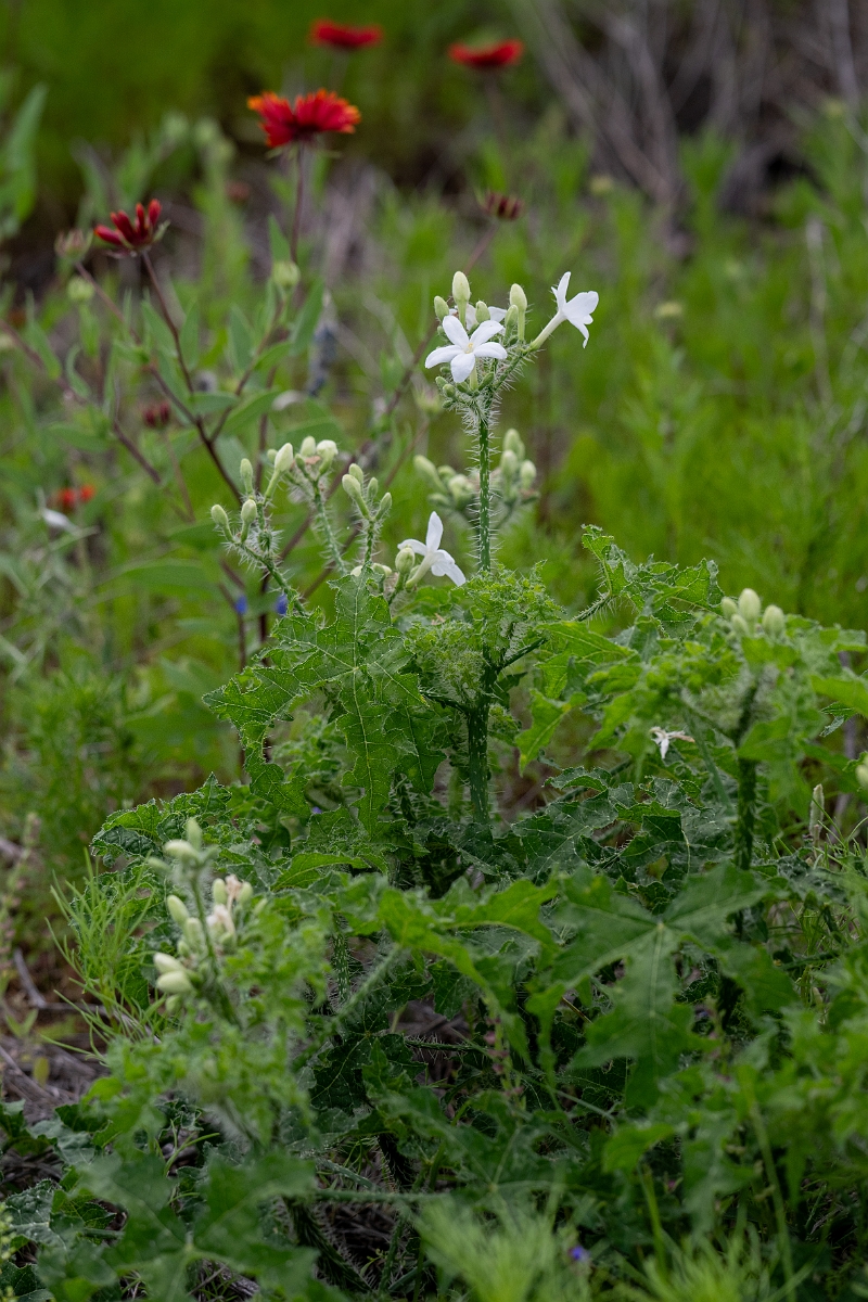 DPPhotography - Texas - Texas bull nettle, Cnidoscolus texanus - D.jpg - Texas bull nettle, Cnidoscolus texanus - Ink Lake State Park, Texas