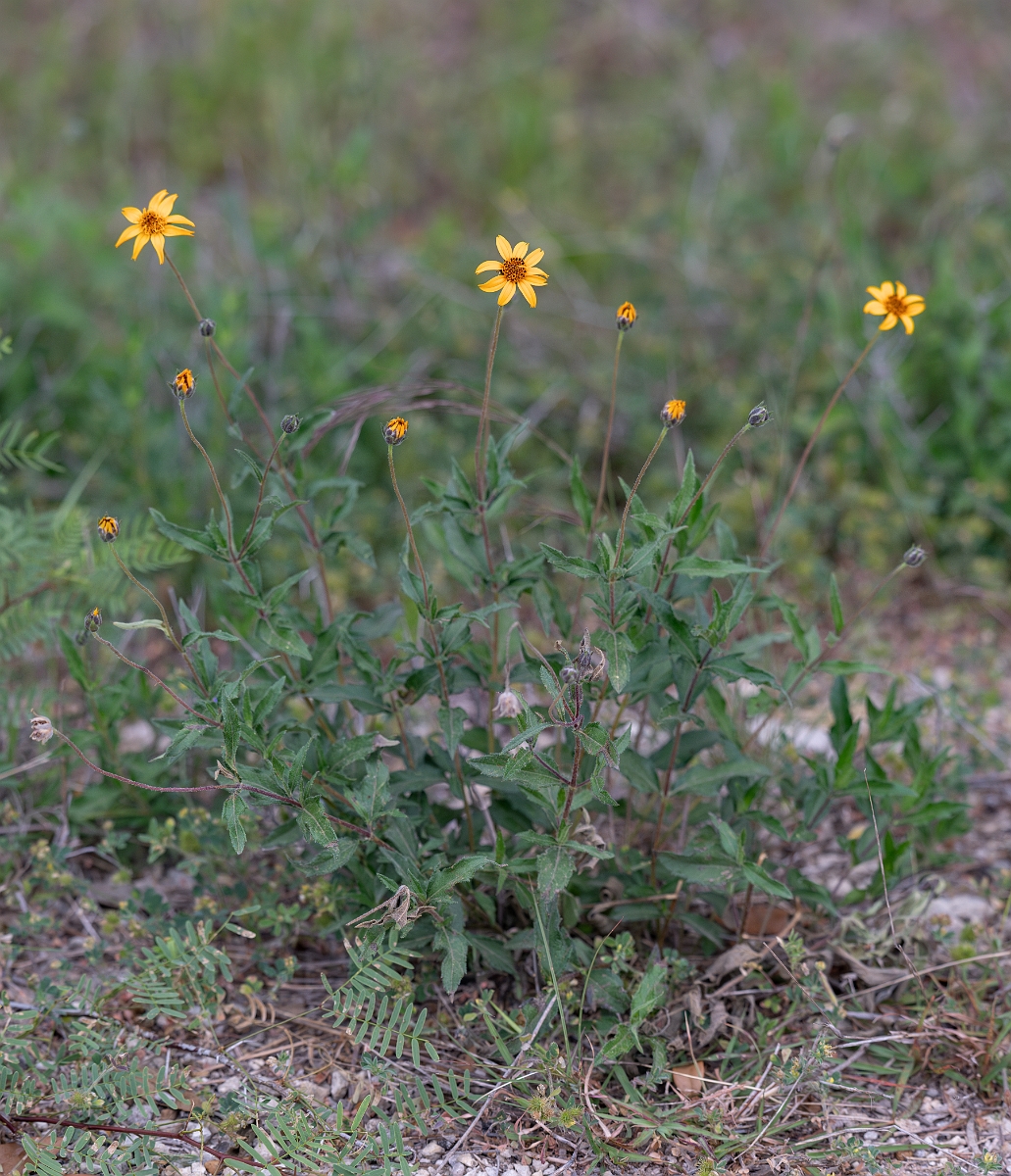 DPPhotography - Texas - Texas creeping-oxeye, Wedelia hispida - B.jpg - Texas creeping-oxeye, Wedelia hispida - Edward's Plateau, Texas