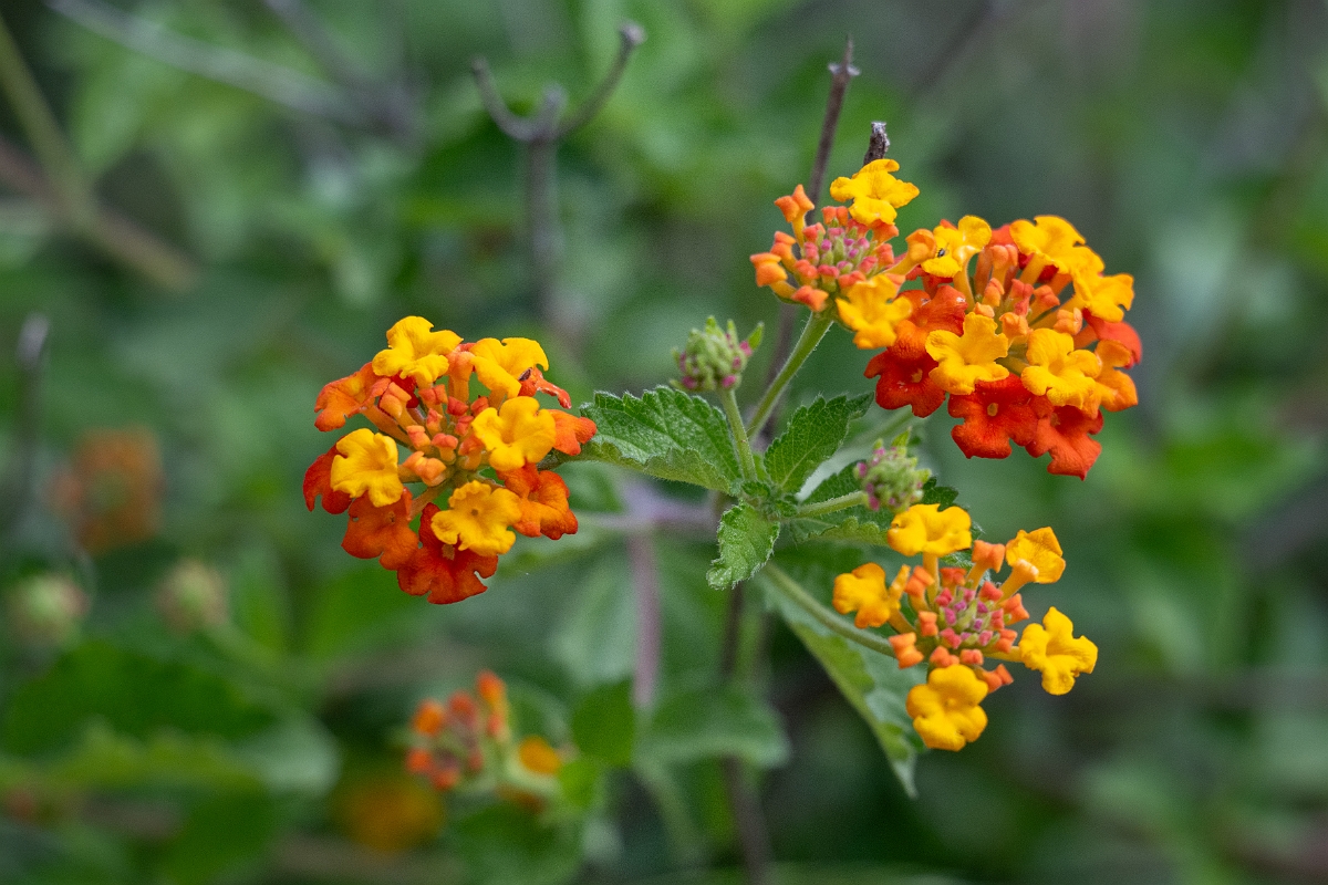 DPPhotography - Texas - Texas lantana, Lantana urticoides - A.jpg - Texas lantana, Lantana urticoides - Ink Lake State Park, Texas