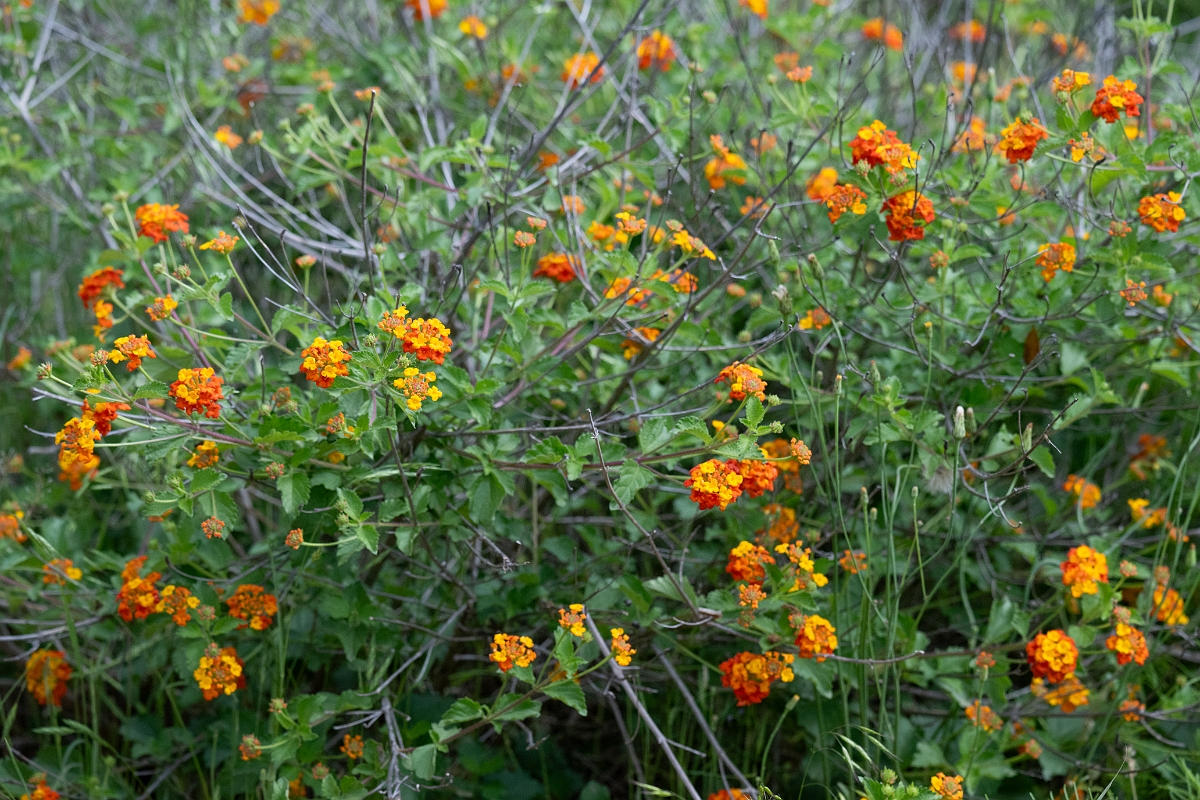 DPPhotography - Texas - Texas lantana, Lantana urticoides - B.jpg - Texas lantana, Lantana urticoides - Ink Lake State Park, Texas