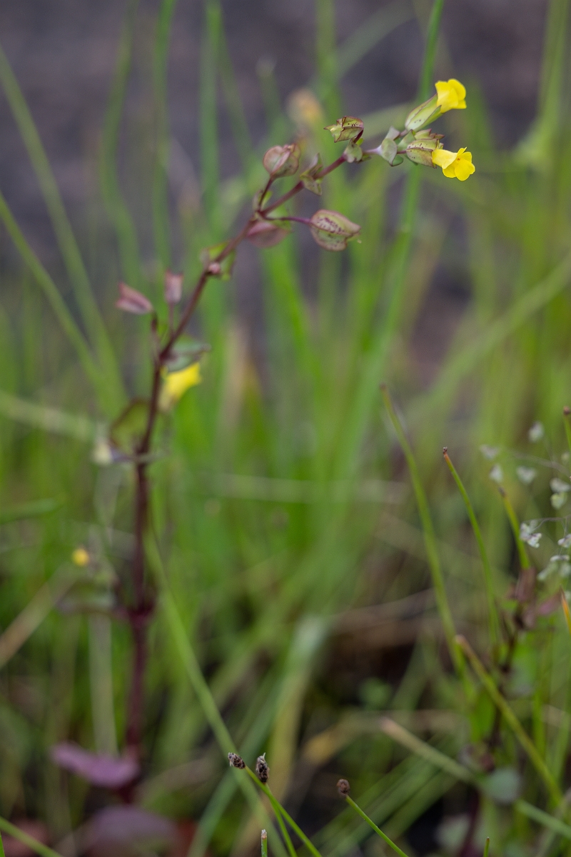 DPPhotography - Texas - Texas monkeyflower, Erythranthe inamoena - A.jpg - Texas monkeyflower, Erythranthe inamoena - Ink Lake State Park, Texas