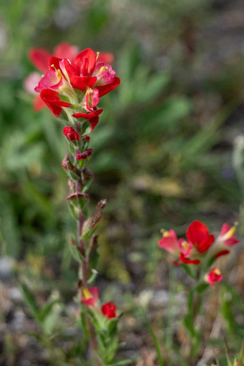 DPPhotography - Texas - Texas paintbrush, Castilleja indivisa - C.jpg - Texas paintbrush, Castilleja indivisa - Aransas NWR, Texas