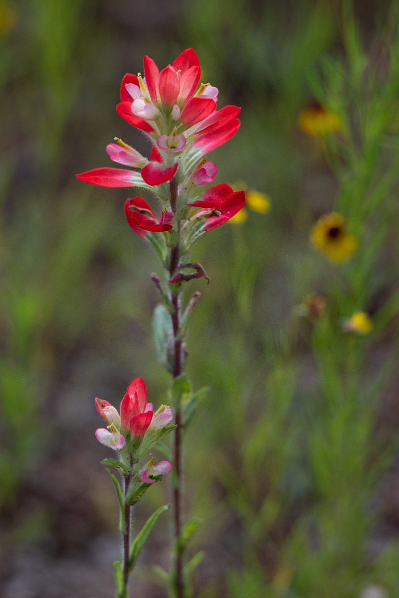 DPPhotography - Texas - Texas paintbrush, Castilleja indivisa - D.jpg - Texas paintbrush, Castilleja indivisa - Ink Lake State Park, Texas