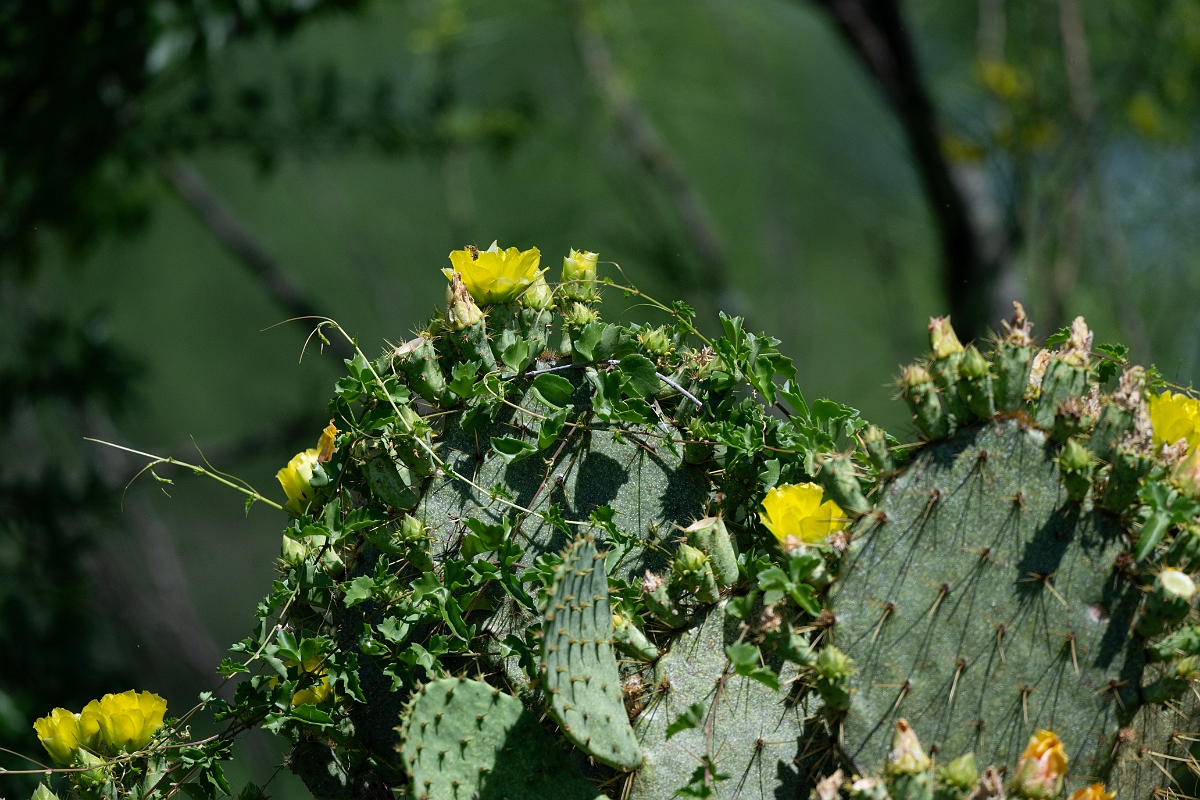 DPPhotography - Texas - Texas plains pricklypear, Opuntia alta - A.jpg - Texas plains pricklypear, Opuntia alta - Sandia, Texas