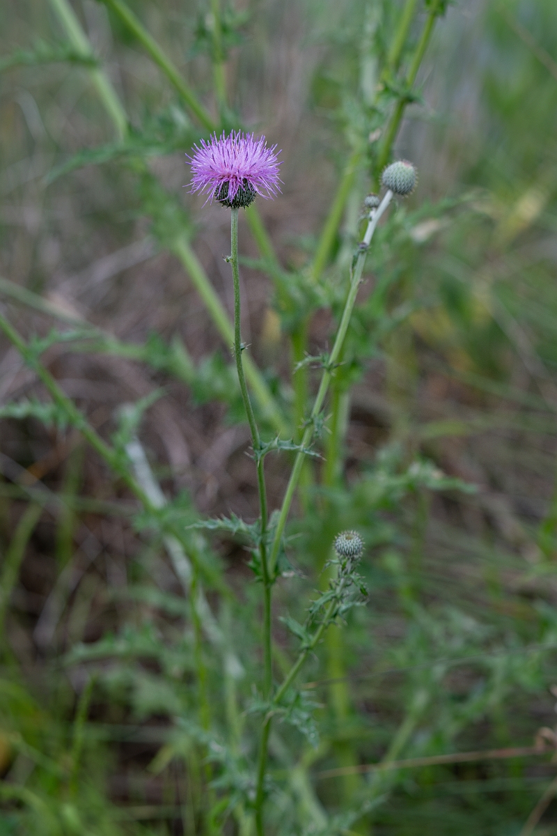 DPPhotography - Texas - Texas thistle, Cirsium texanum - B.jpg - Texas thistle, Cirsium texanum - Aransas NWR, Texas